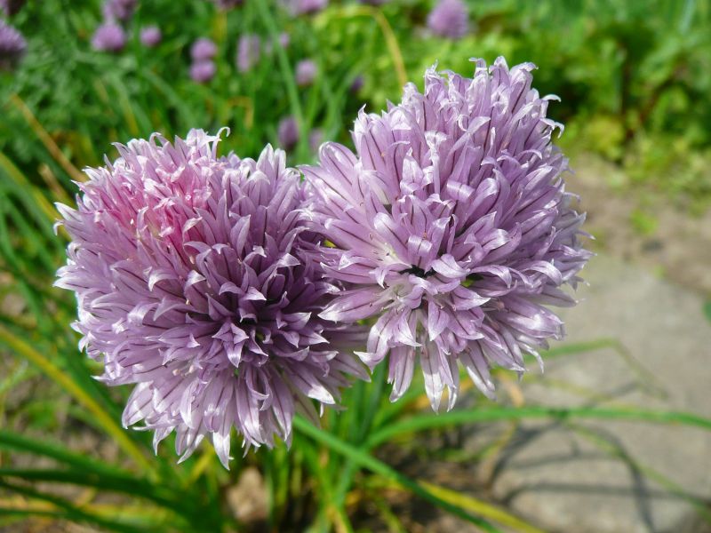samen zijn we sterkbies