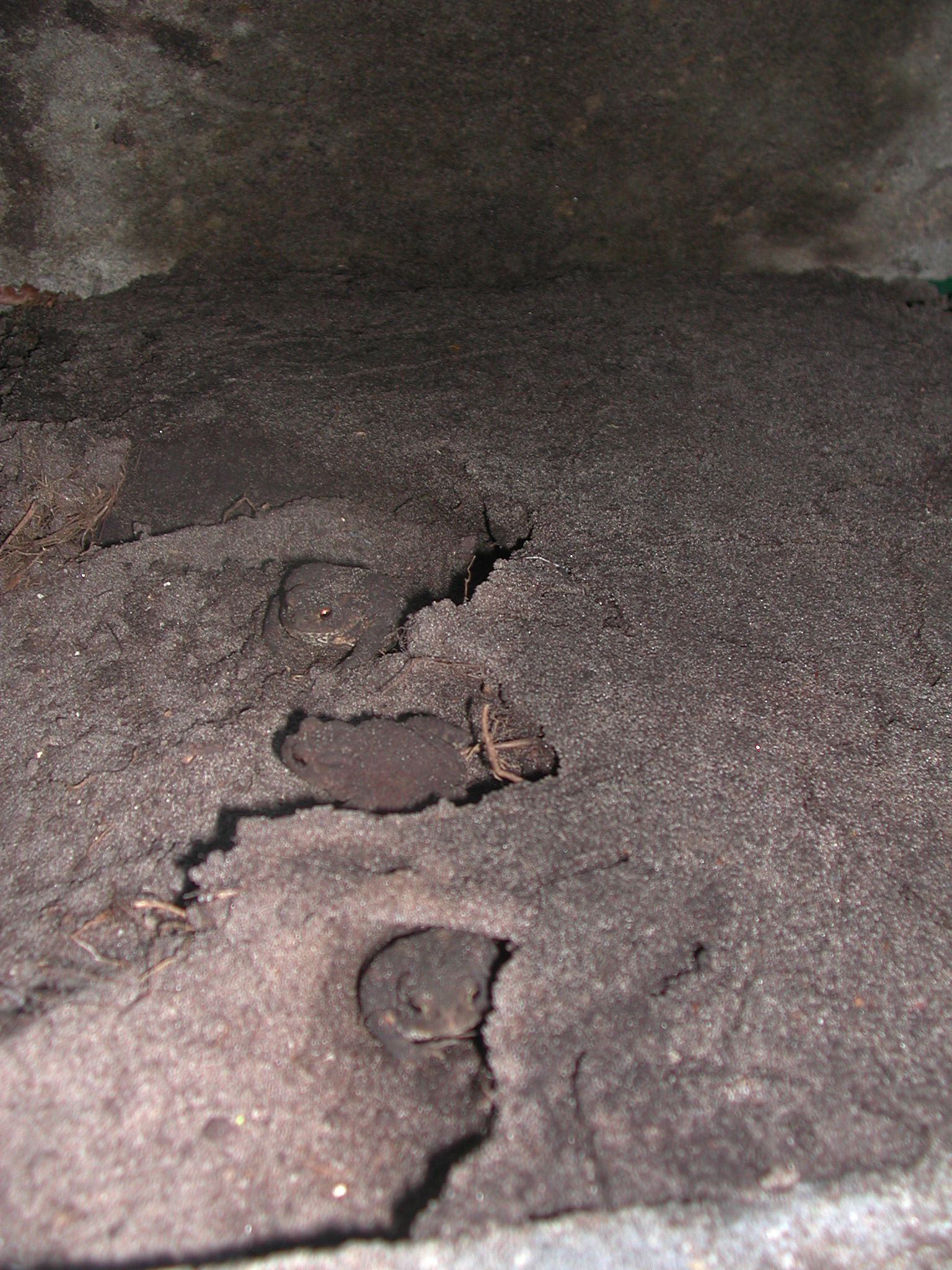 paddenfamilie in de tuin