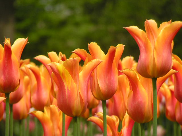 Keukenhof