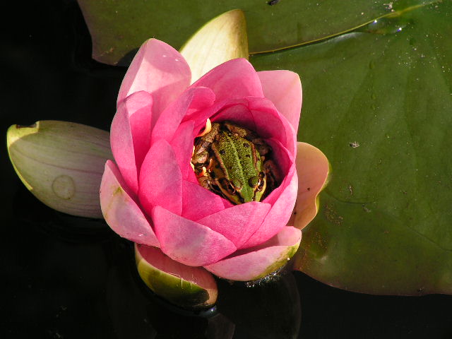 Groene kikker in waterlelie