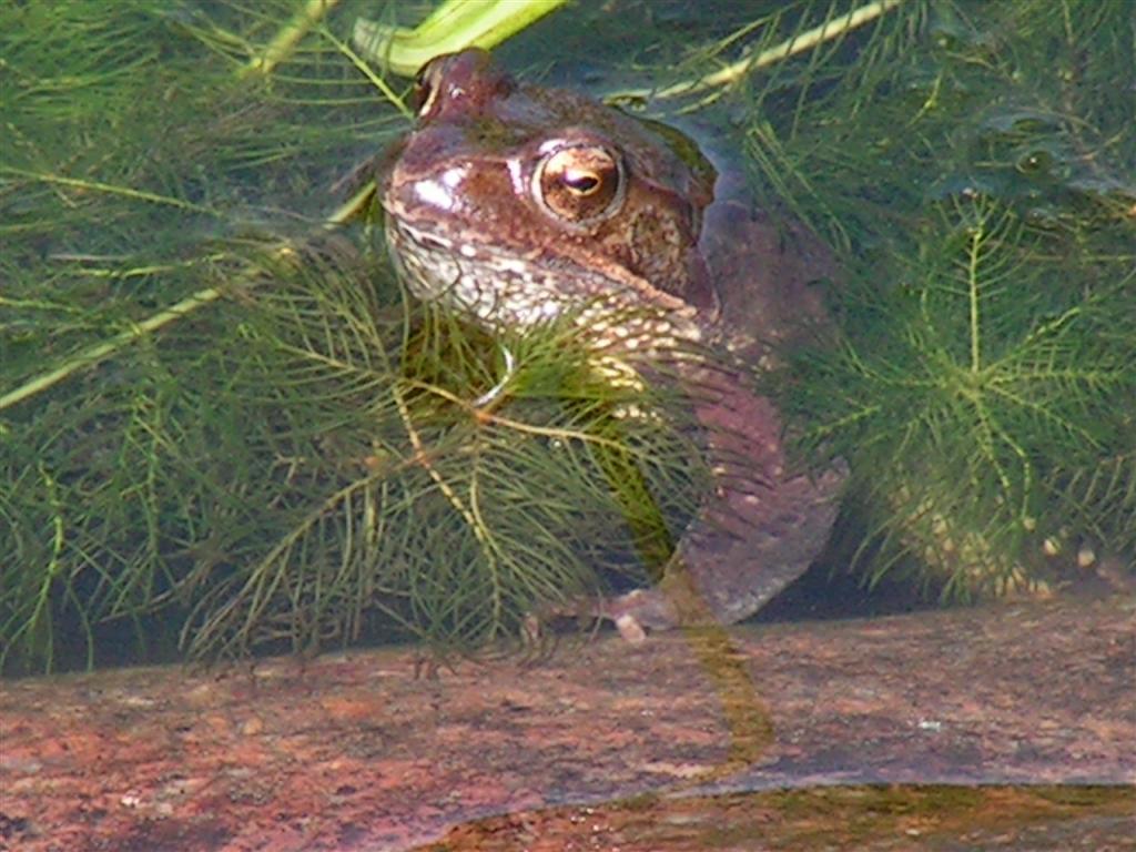 Bruine kikker
