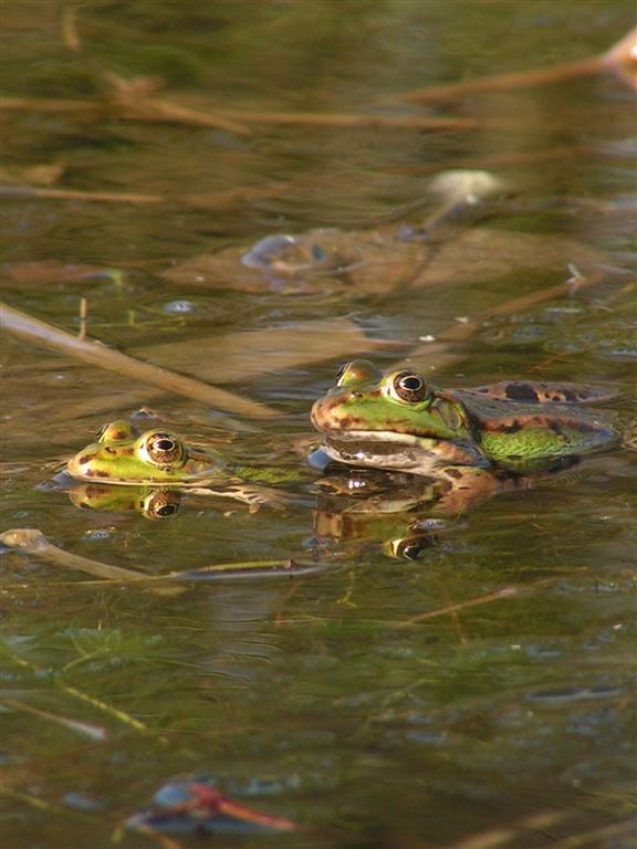 Groene kikkers