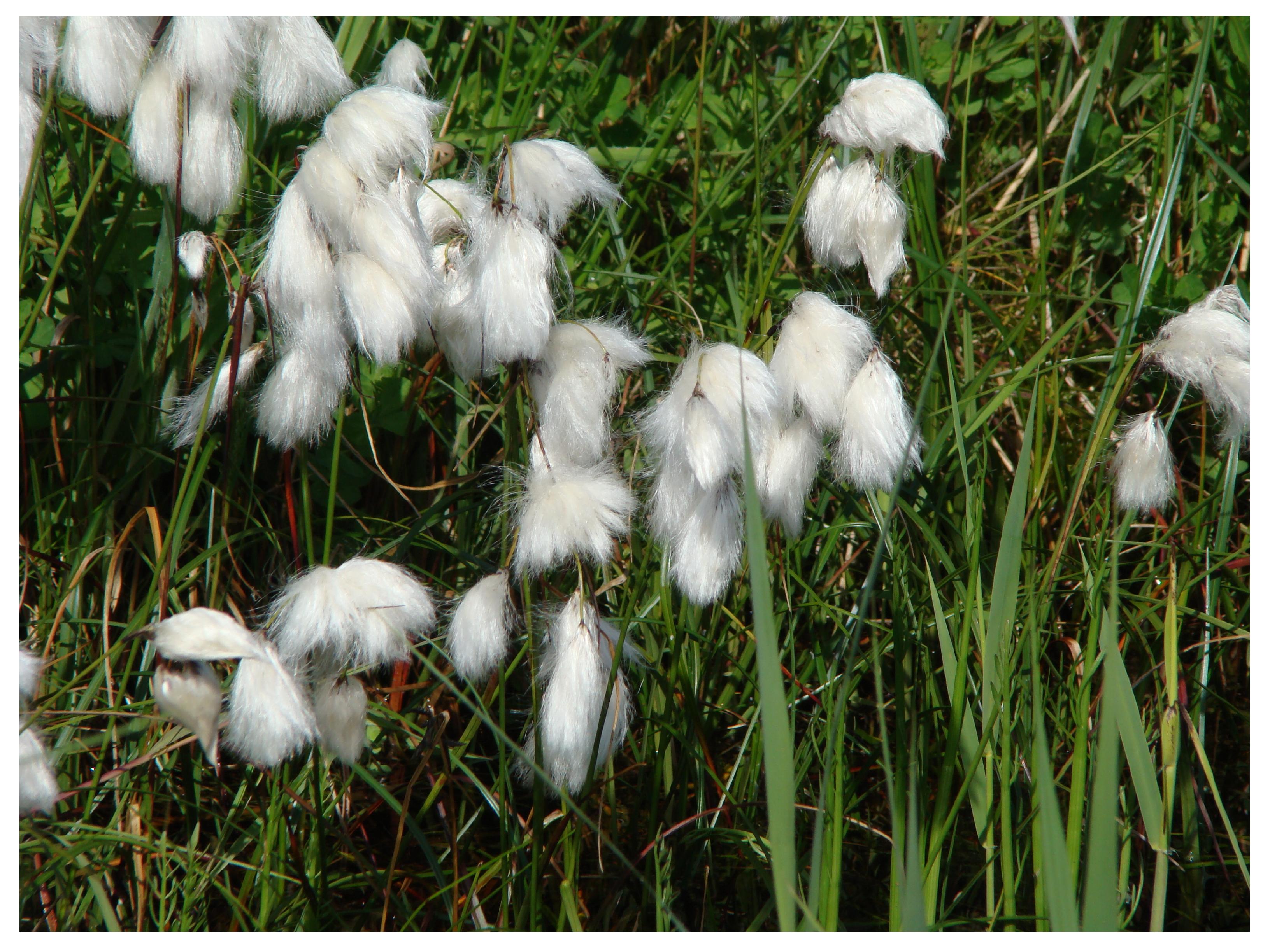 Veenpluis