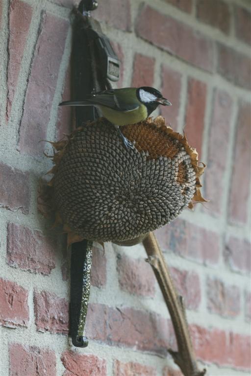 Koolmees met zonnebloempit