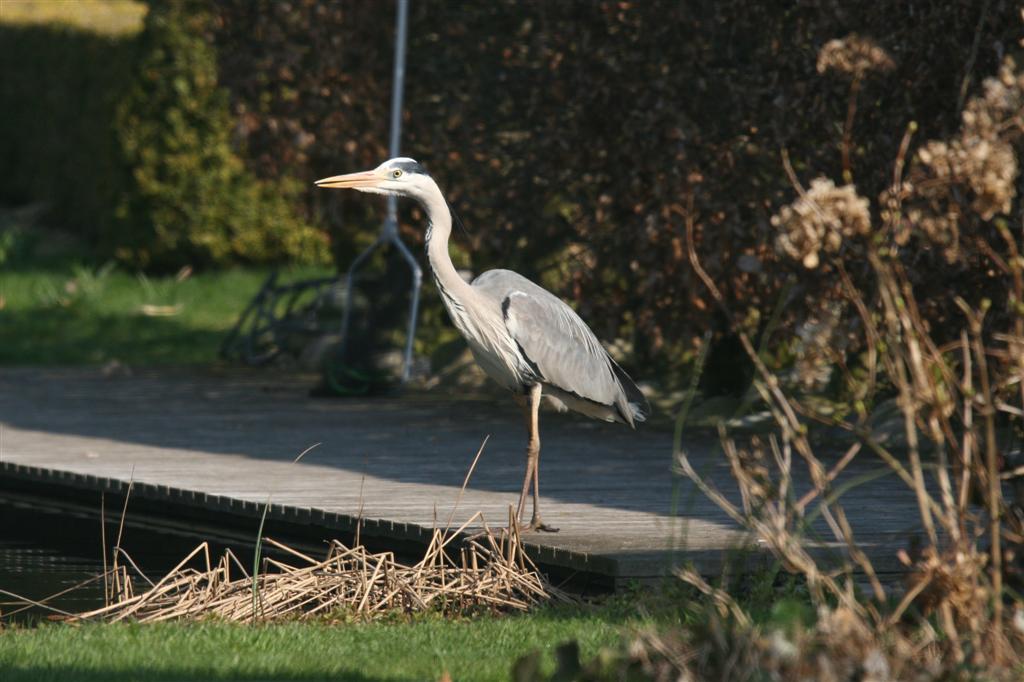 Reiger bij de vjiver