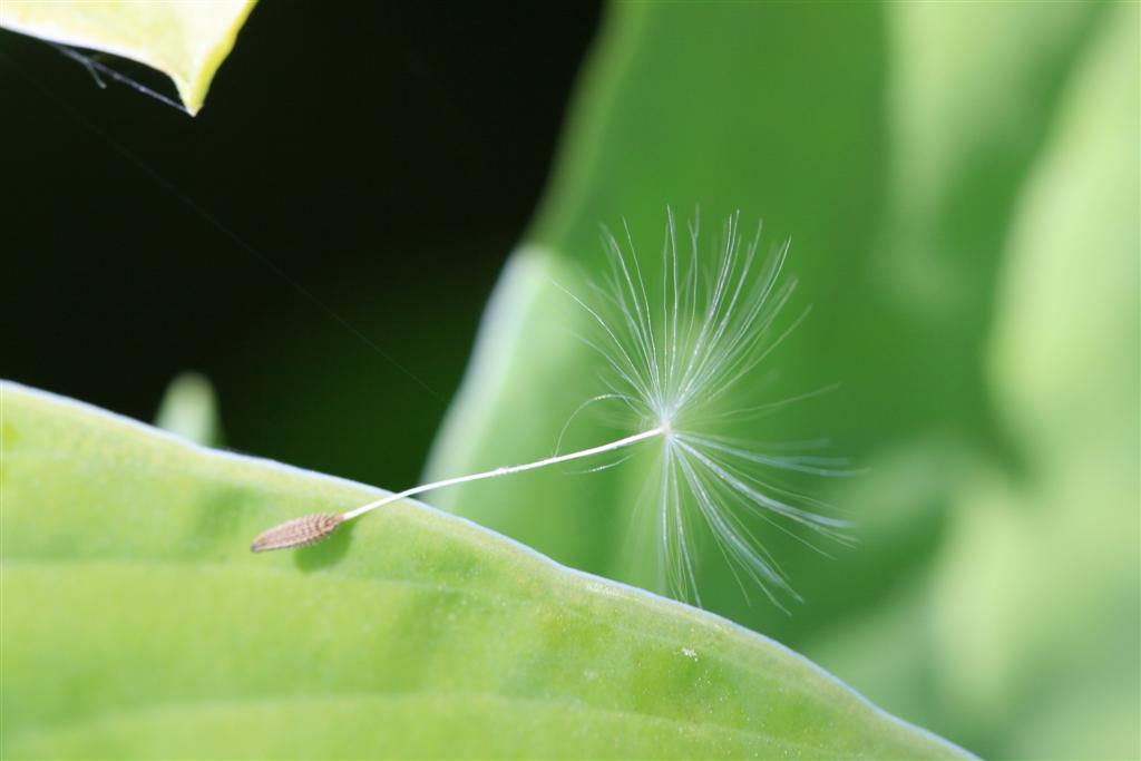 Paardenbloemzaadje op hostablad