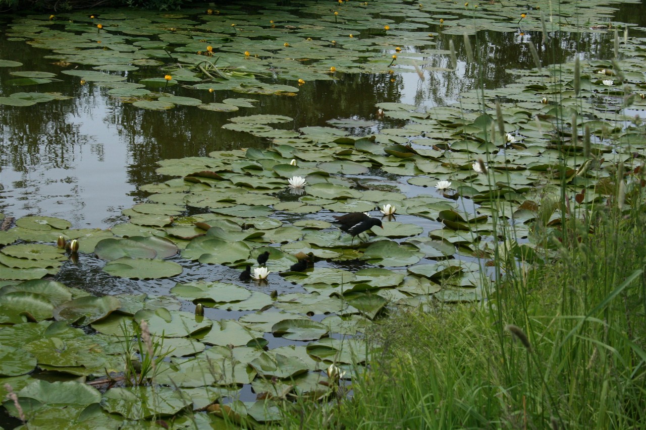 moeder mag ik over varen