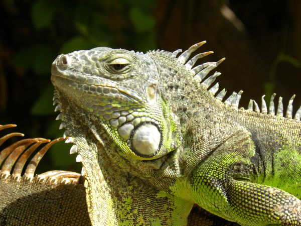 TOEVALSTREFFER LEGUAAN