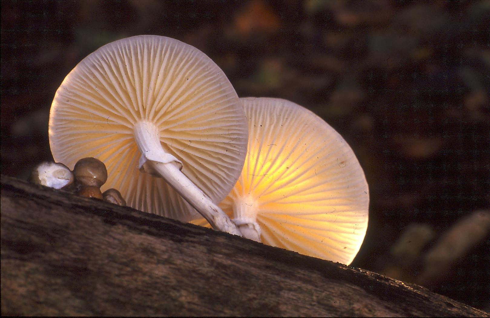 porseleinzwam (paddestoel)