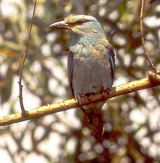 scharrelaar   (Camarque  Frankrijk ) 
