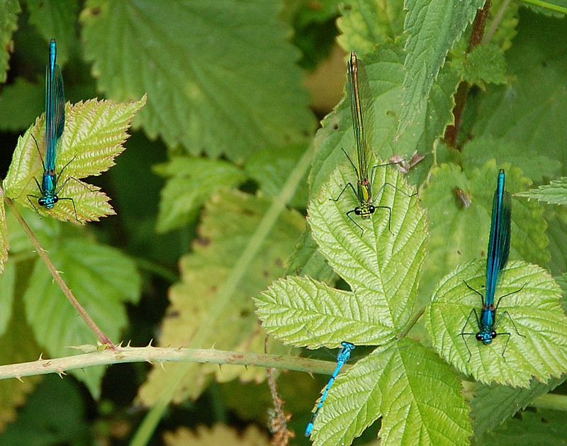 juffers in 3 soorten