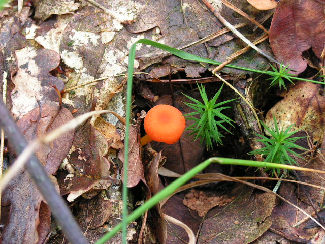 Oranje dwergmycena
