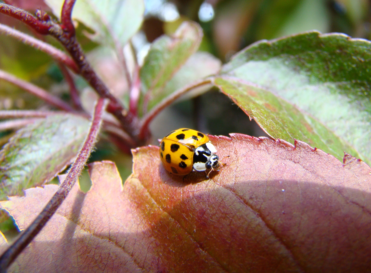 veelkleurig Aziatisch lieveheersbeestje