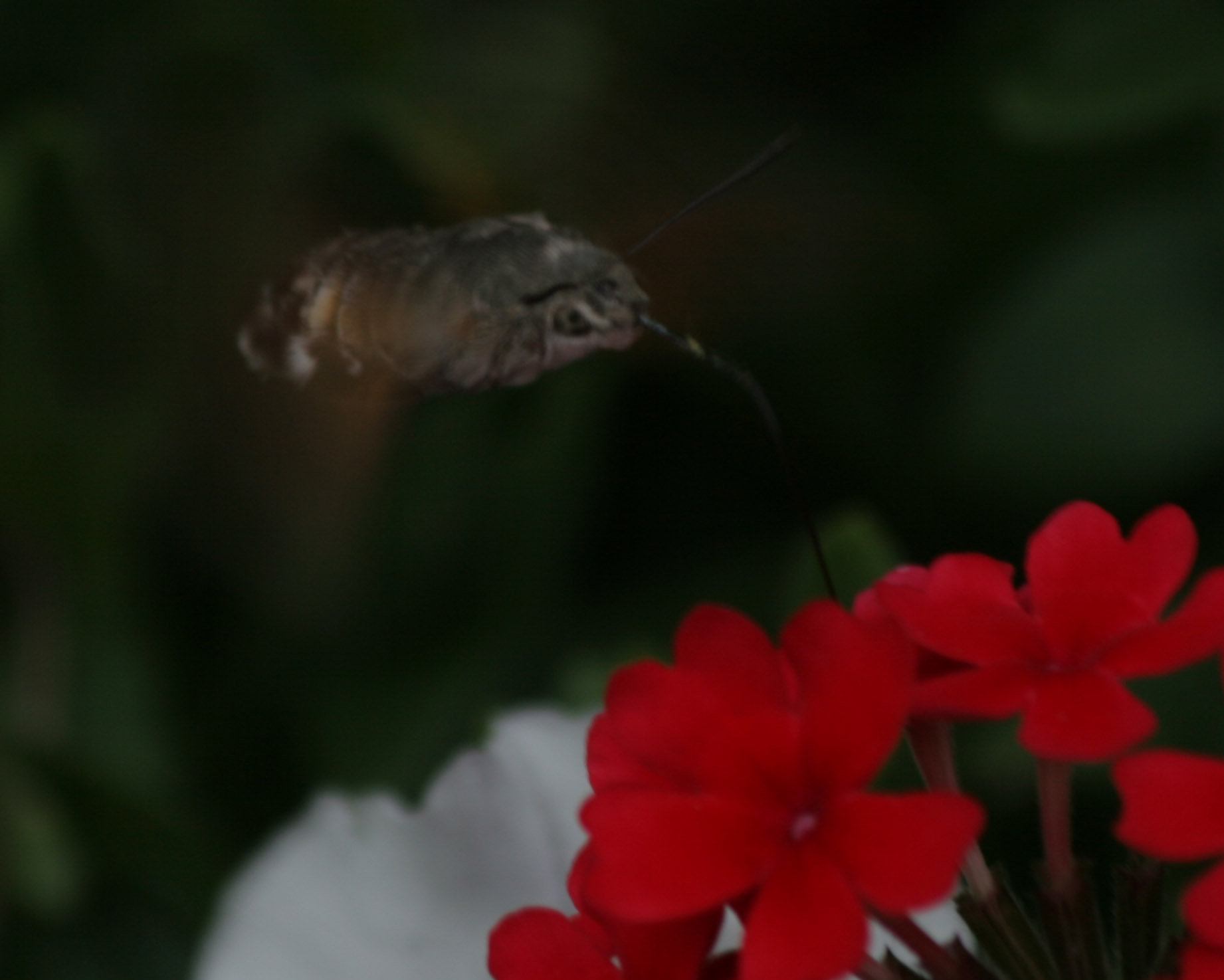 Kolibrie vlinder (Onrust)(Macroglossum stellatarum)