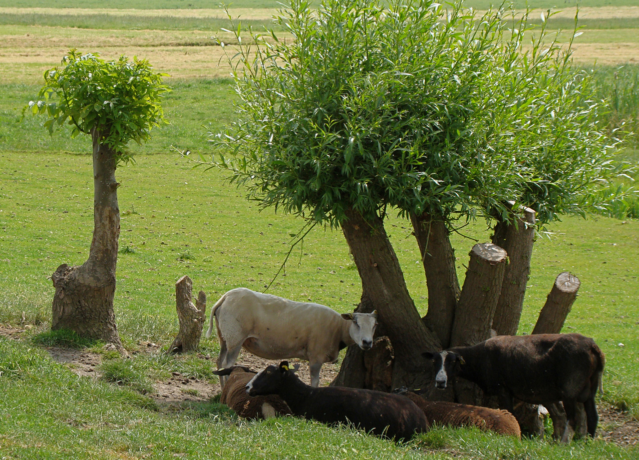 schapen in de schaduw