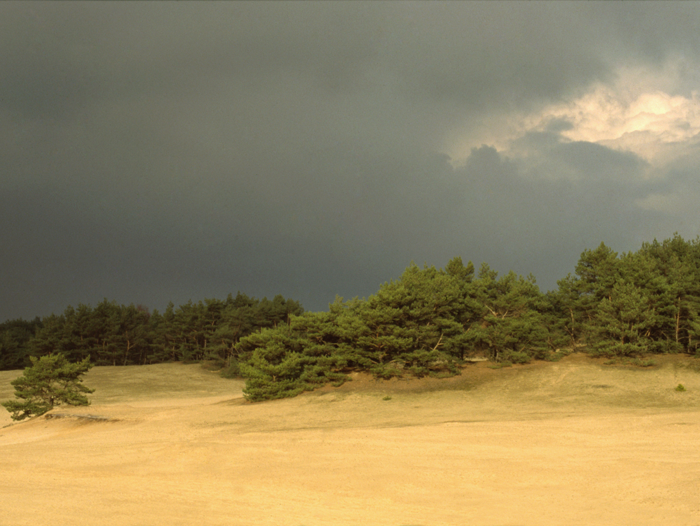 Wekeromse zand (Gld)