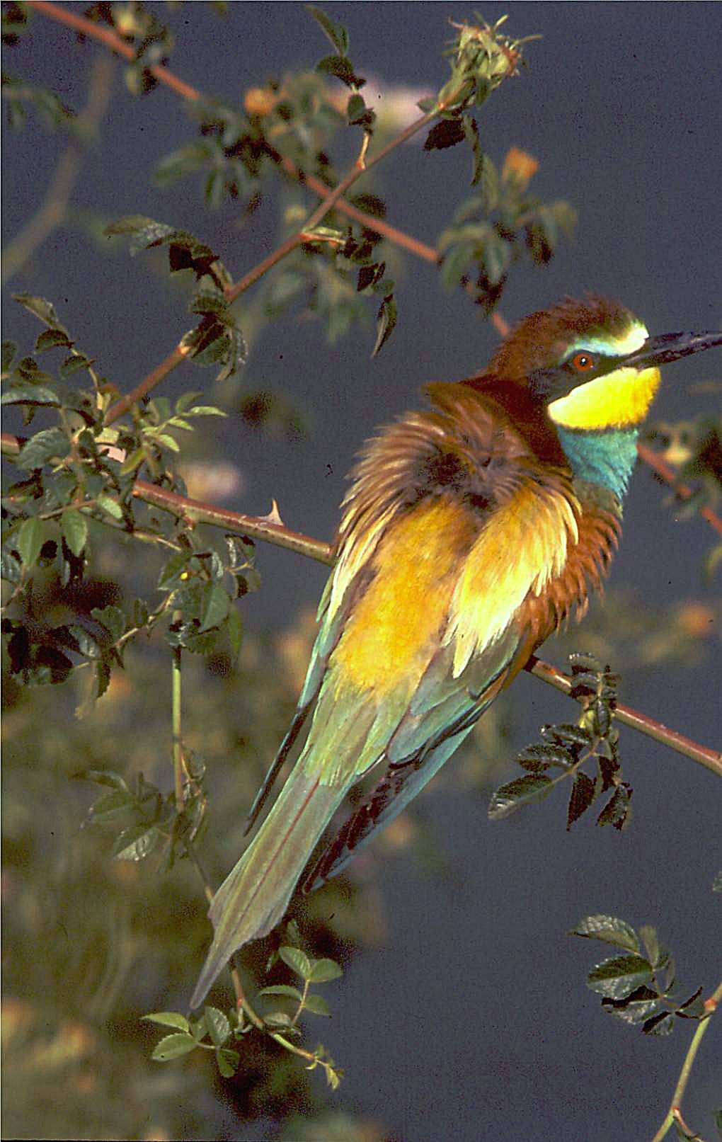 bijeneter        Spanje