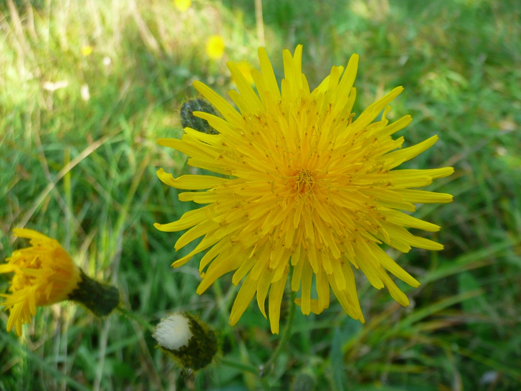 geel en groen voor de ogen