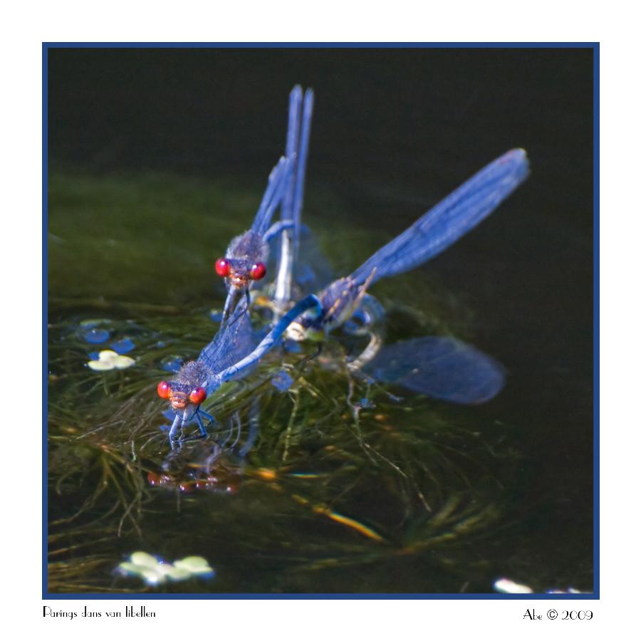 paringsdans van Libellen