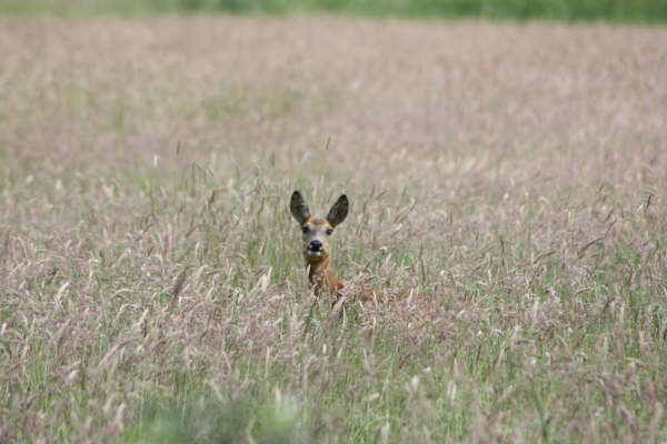 hallo, is hier iemand ??
