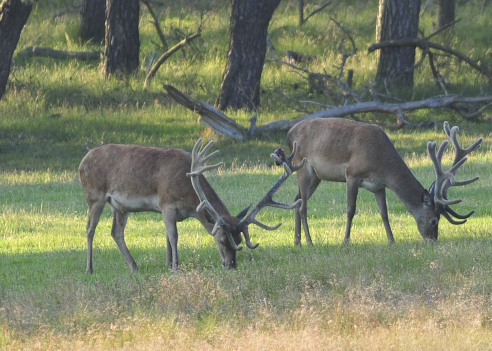 hoge veluwe