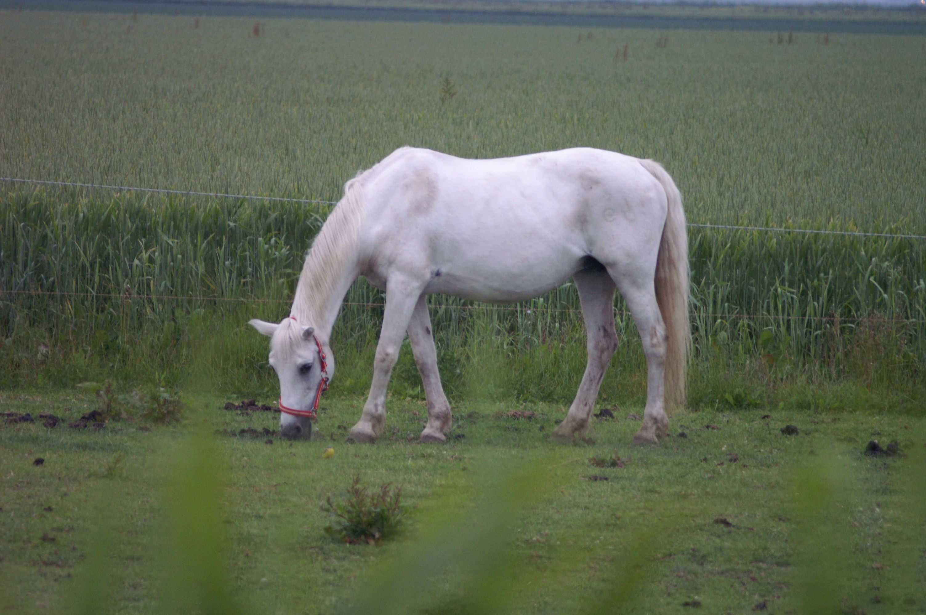 paard in de polder
