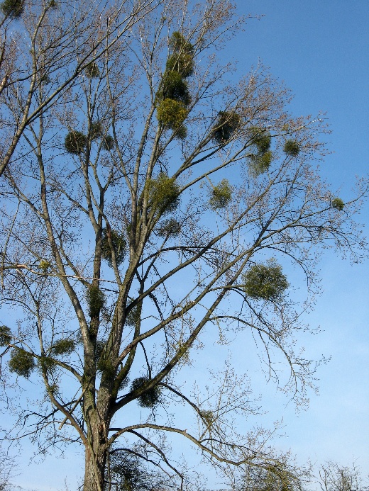 Maretakken - Heksenkruid