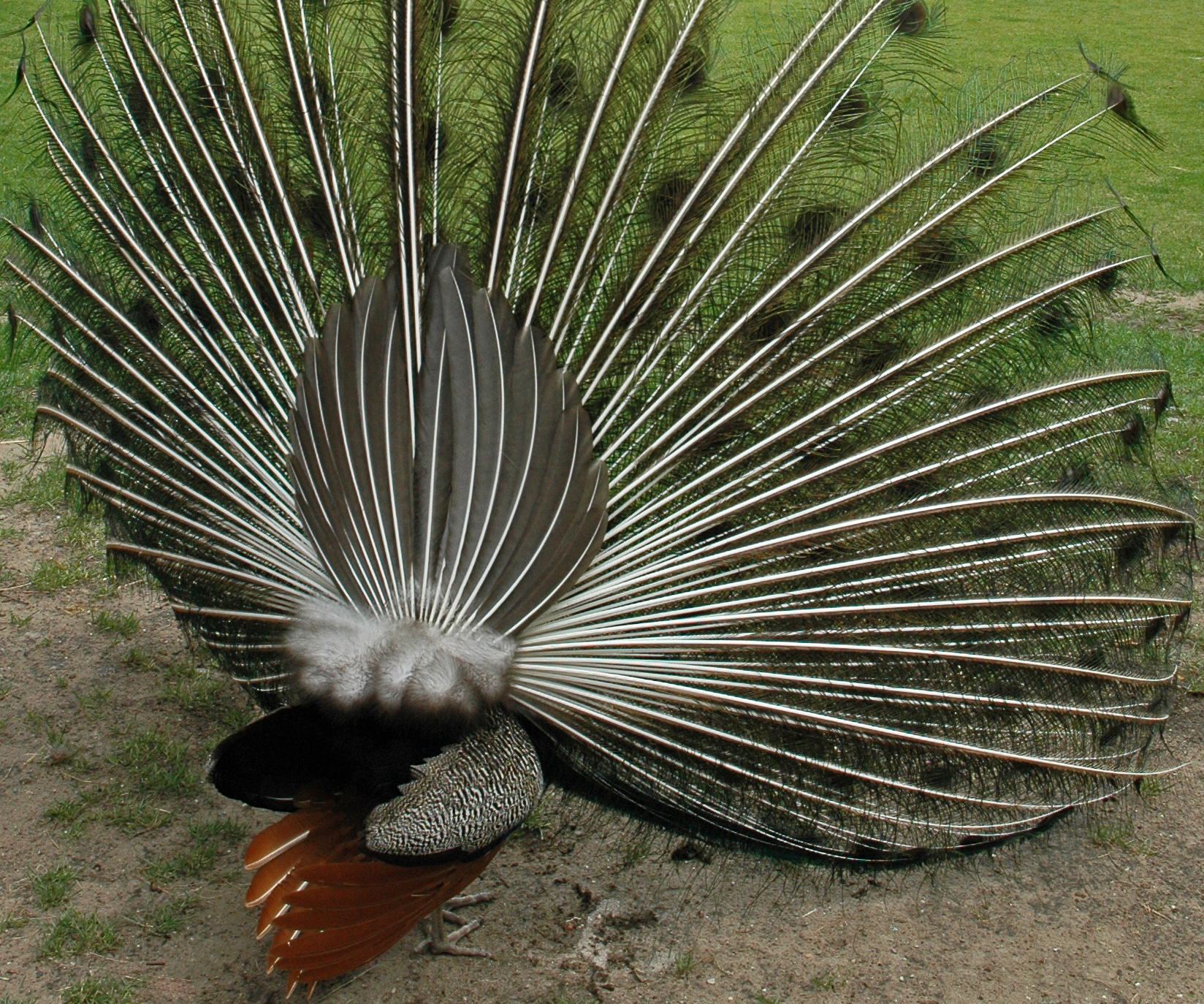 Pauwenstaart (in pronkstand)