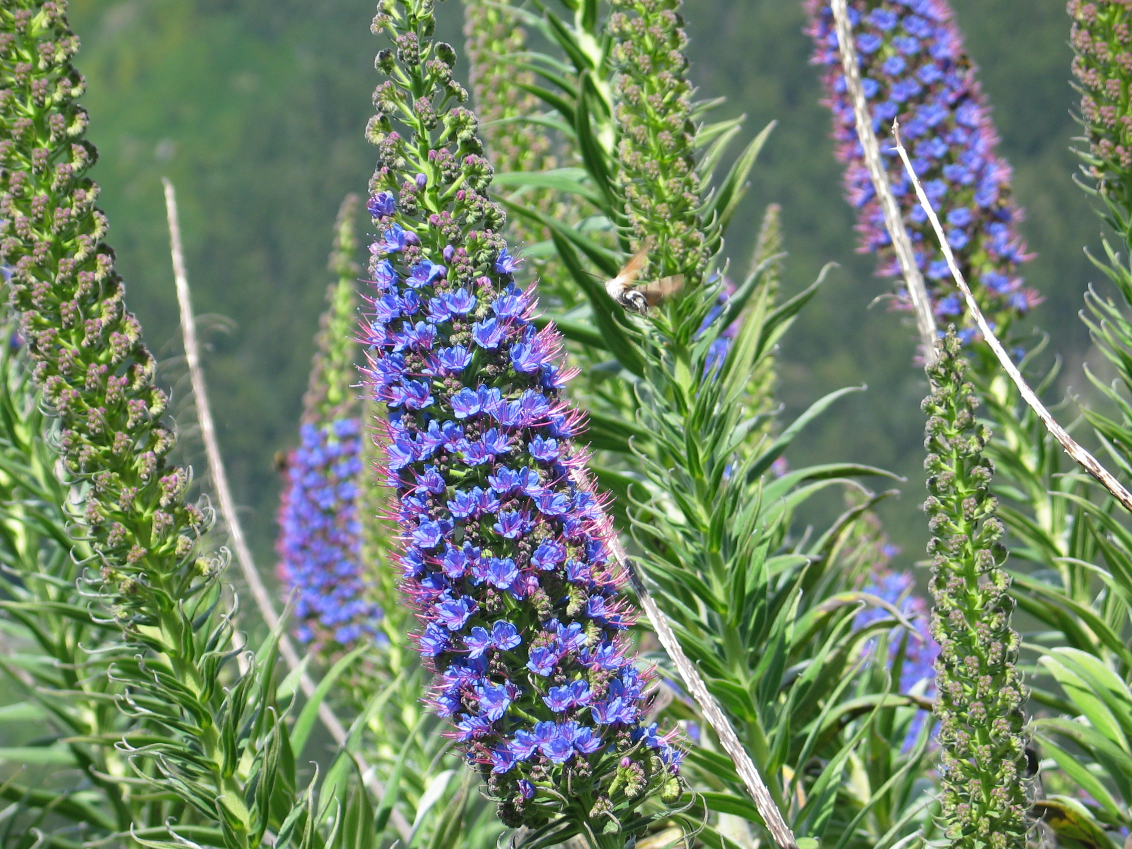 aanvliegende kolibrivlinder op Pride of Madeira