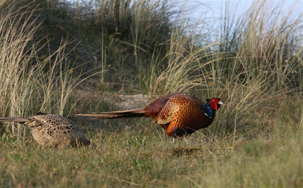 Fazantenpaar