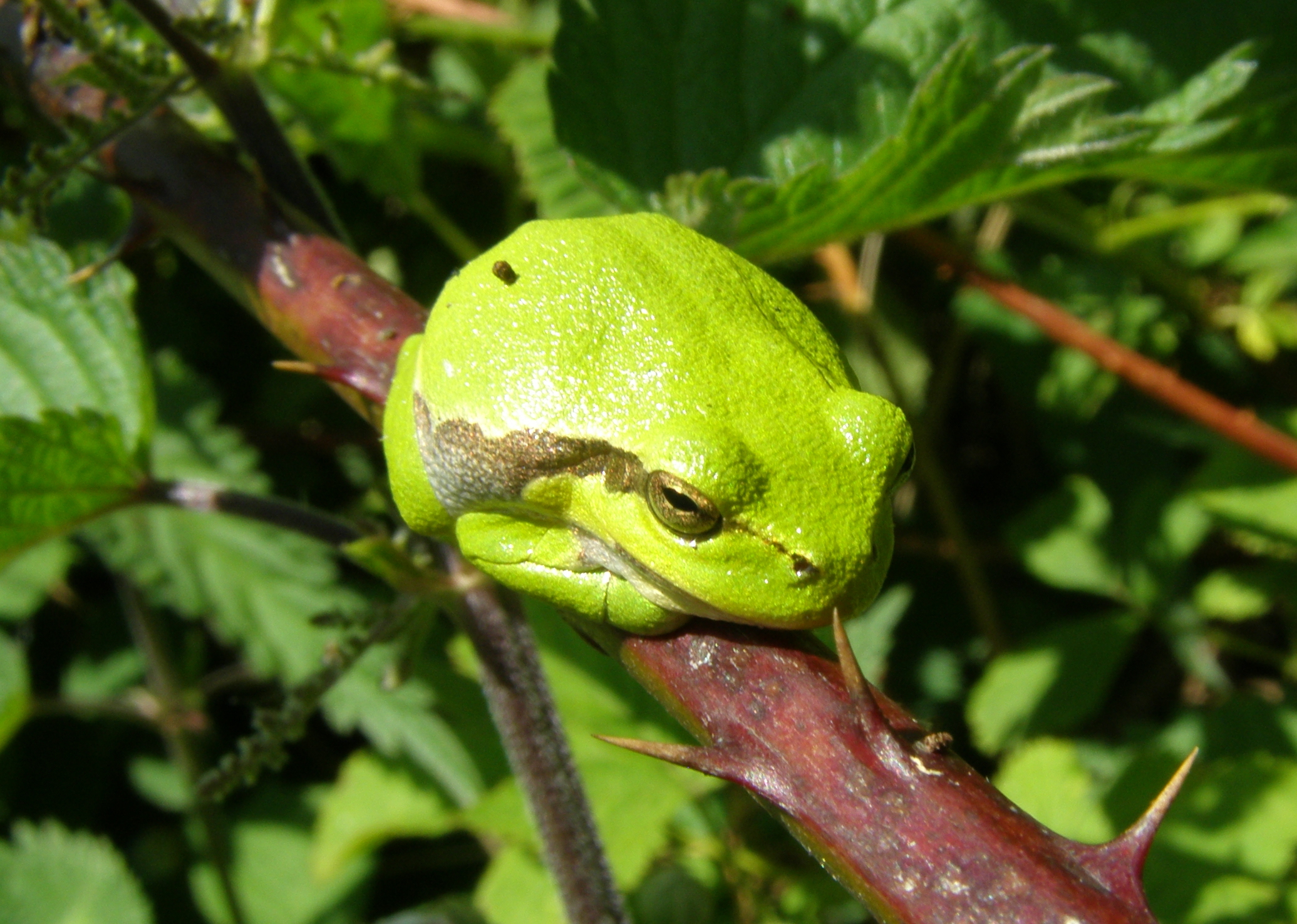 volop activiteiten bij de boomkikker