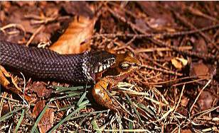 ringslang pakt bruine kikker