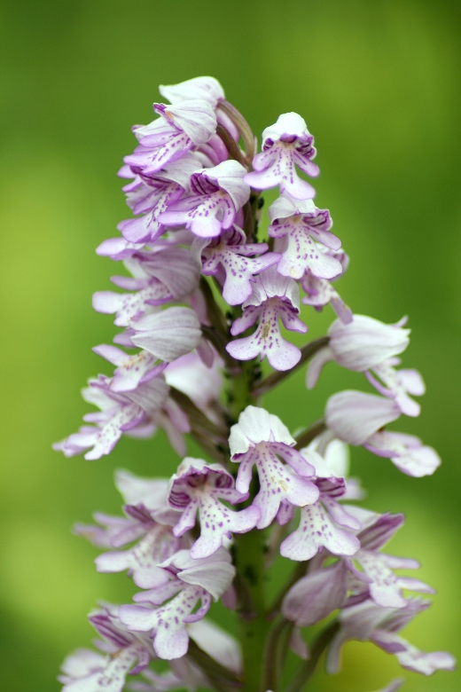 Wilde Orchidee