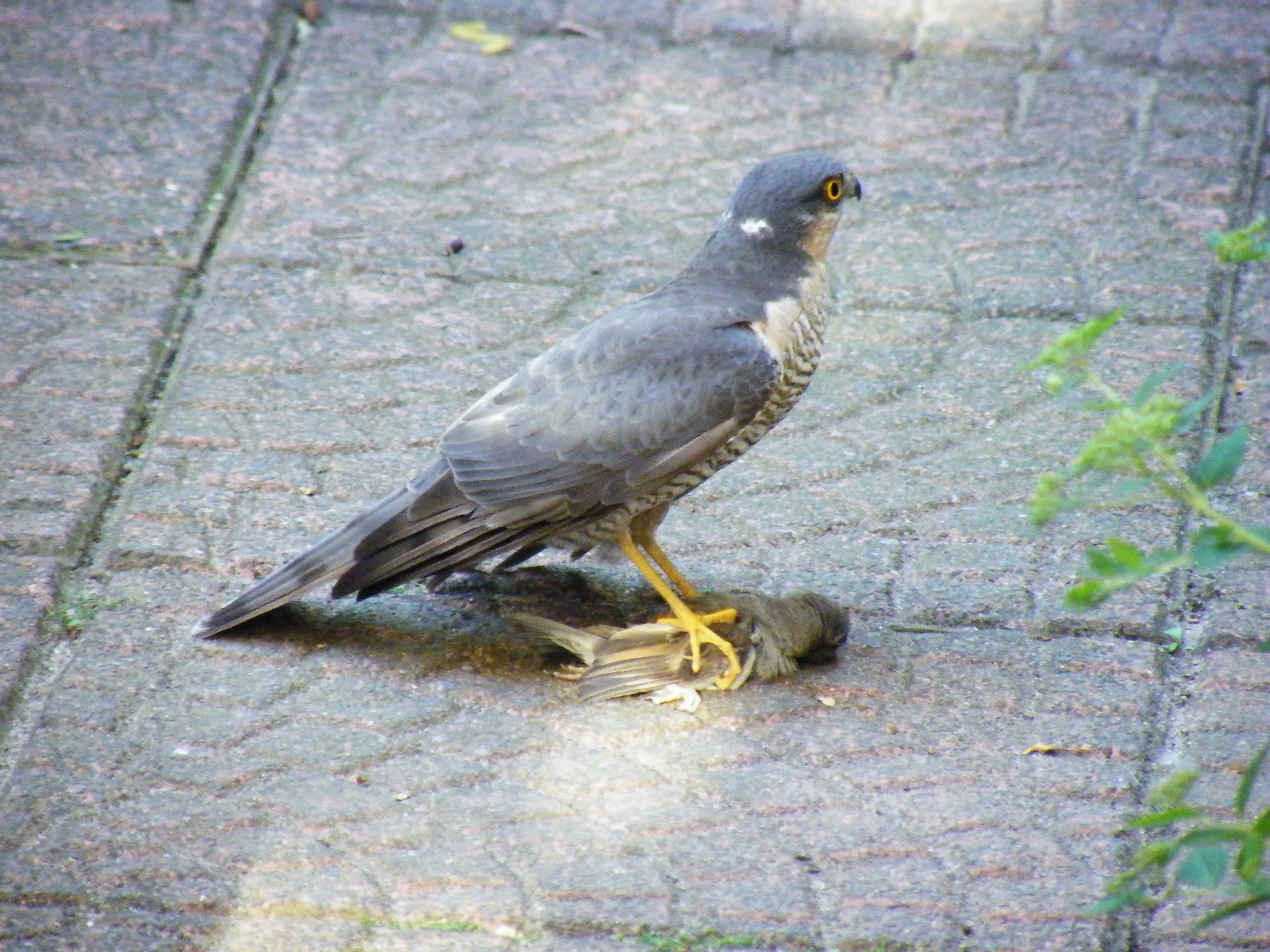 de voedselketen