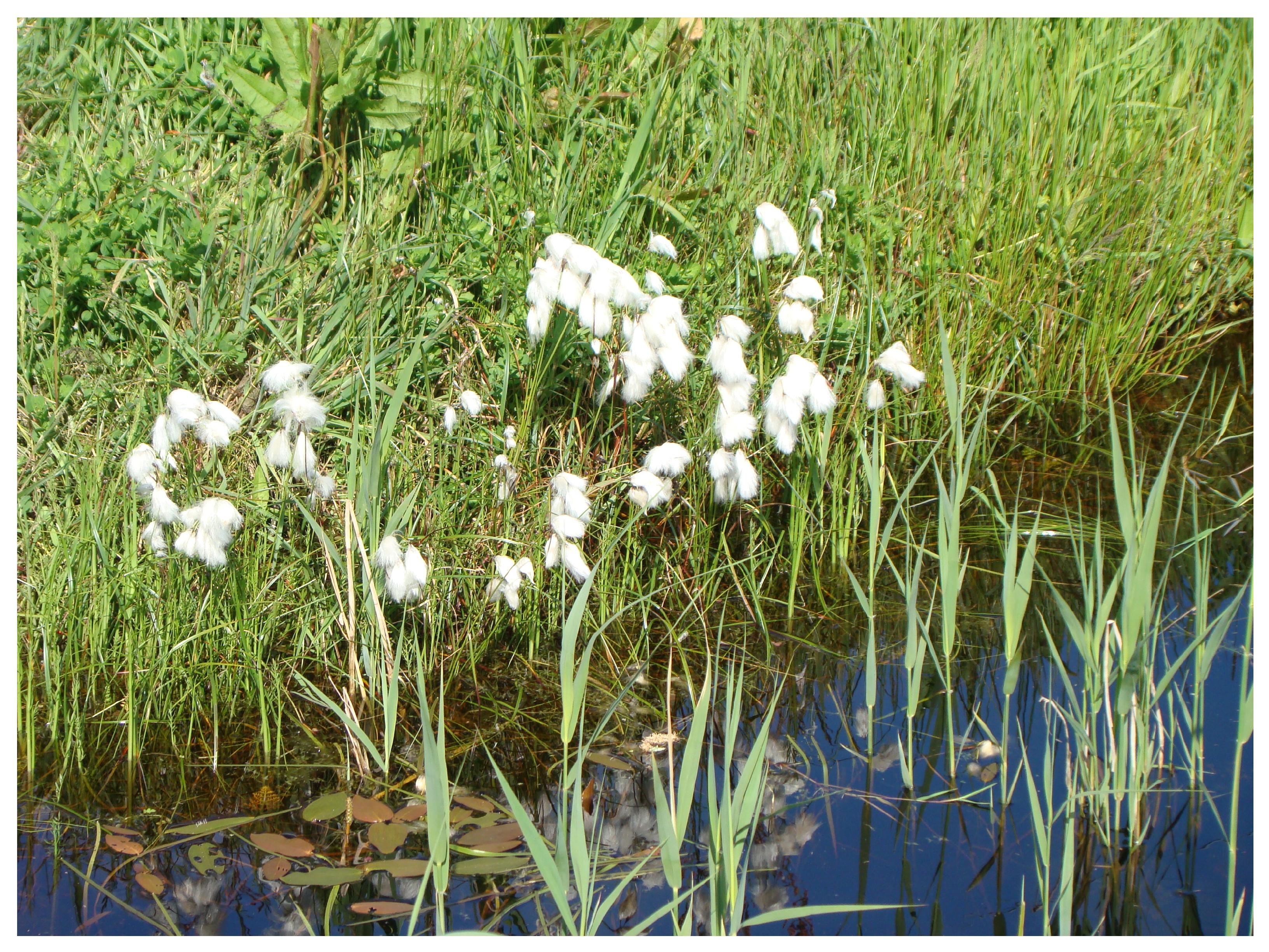 Veenpluis