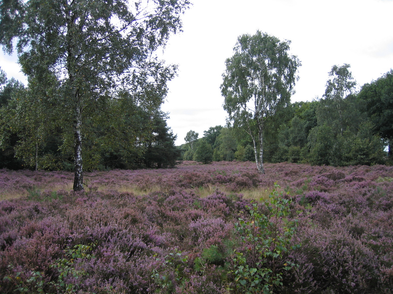 Blik op de heide