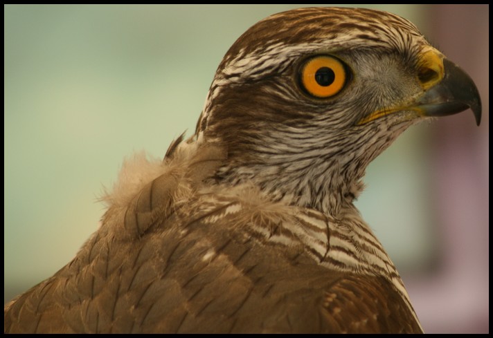 Een prachtvogel om te zien