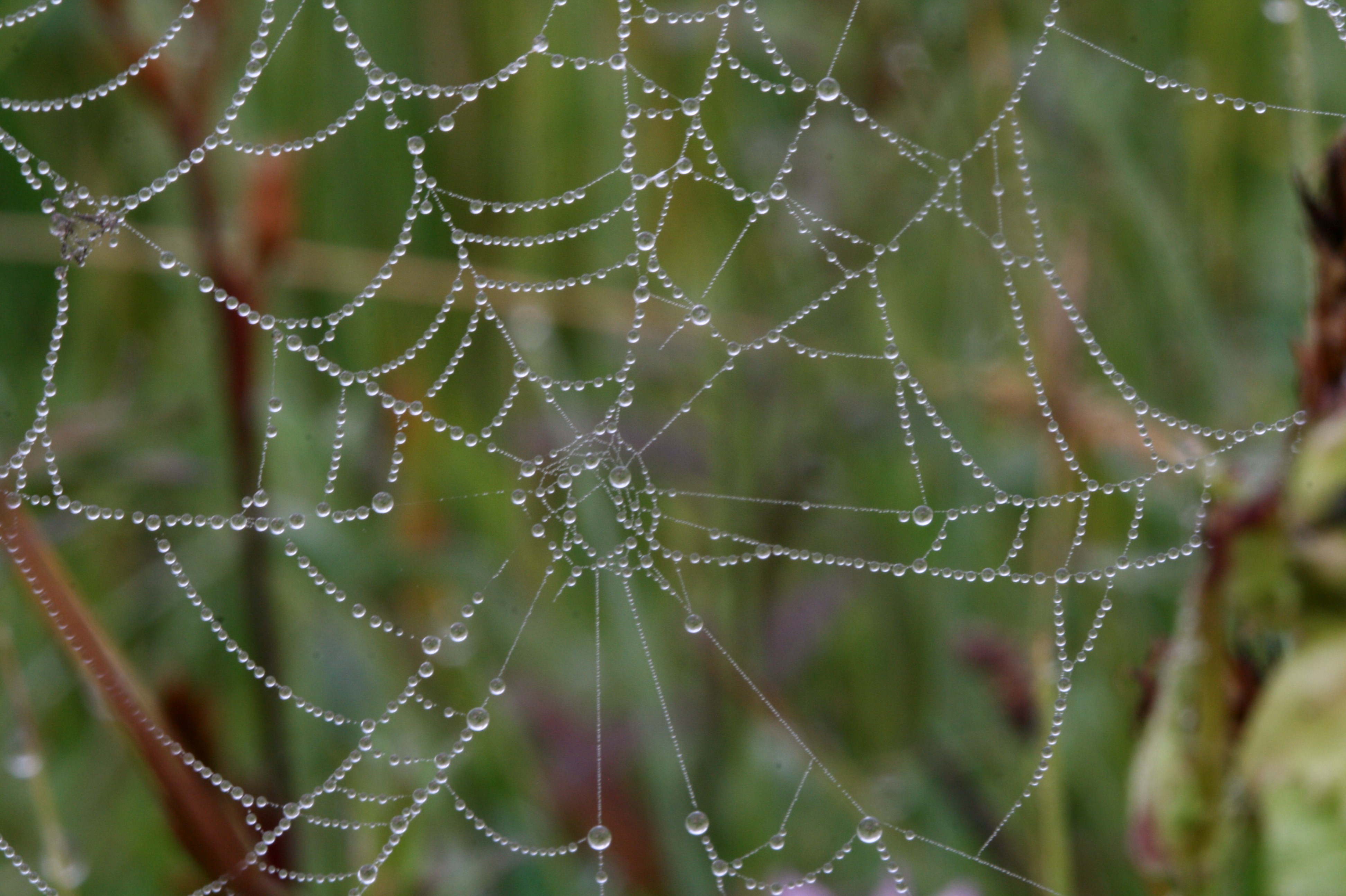 spinneweb in ochtenddauw