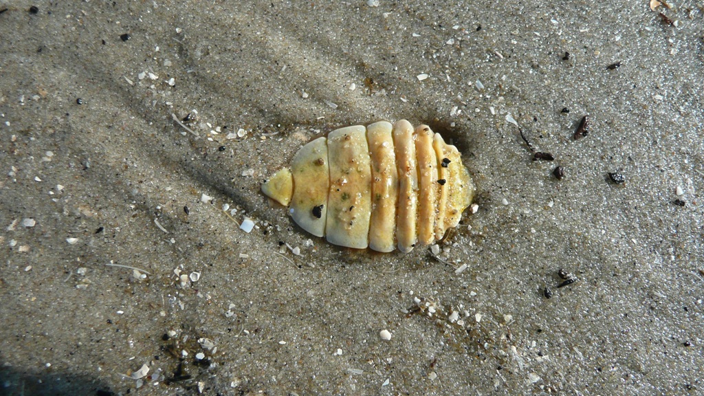 wie het weet mag het zeggen...