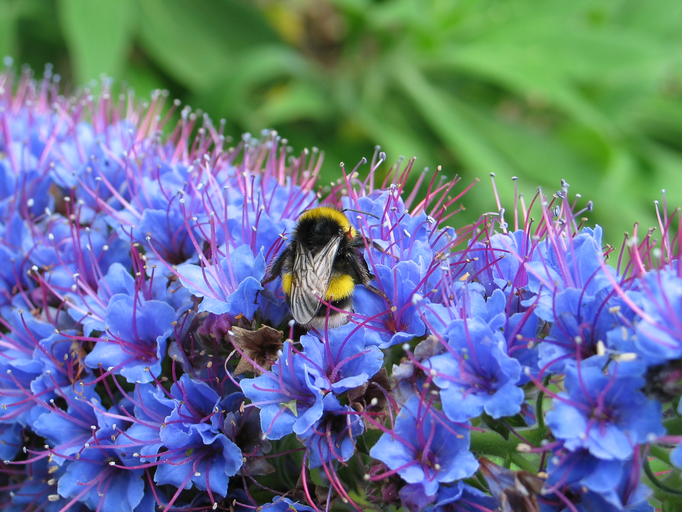 Pride of Madeira met hommel