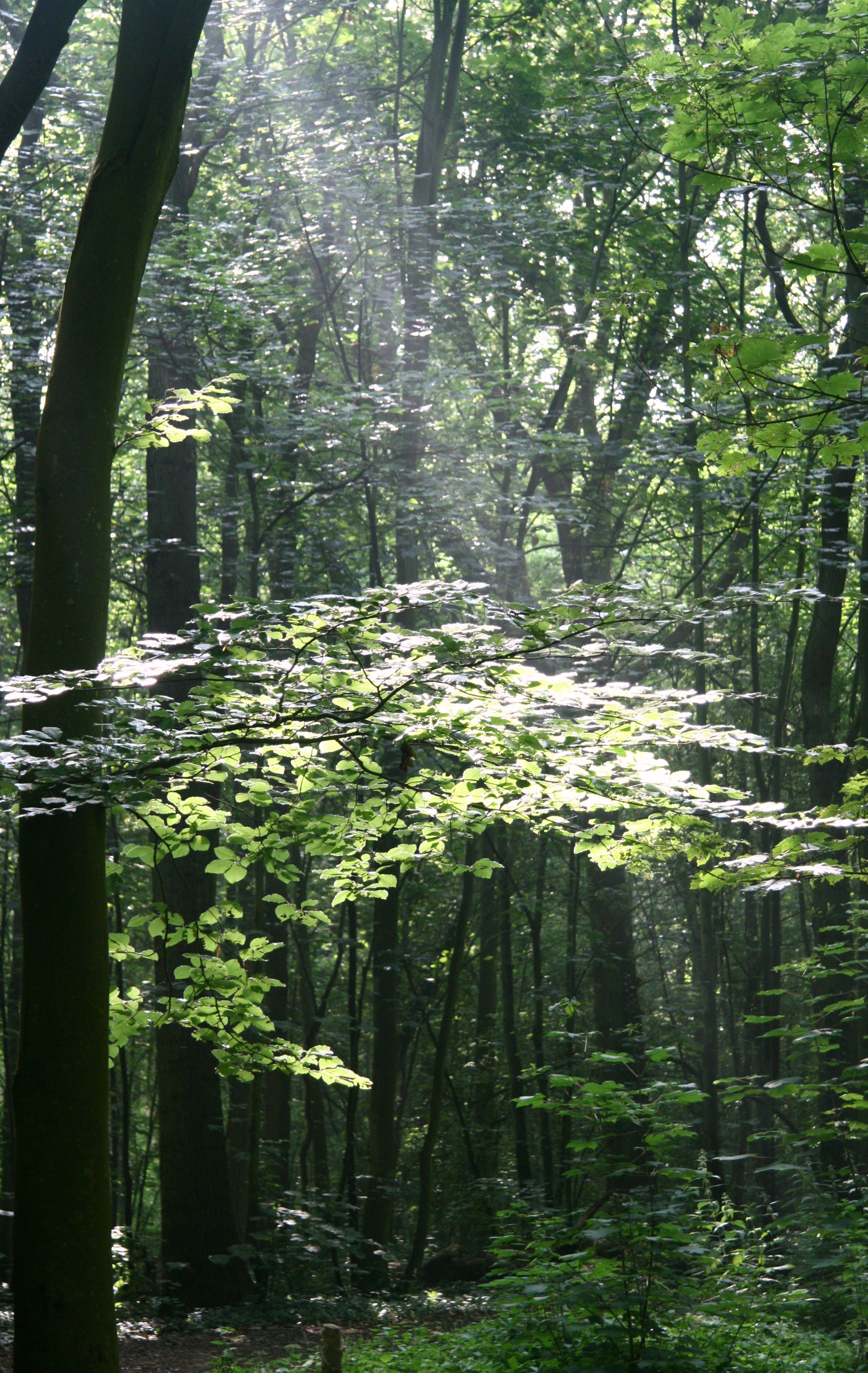 tussen de takken door schijnt de zon