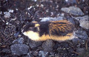 lemming