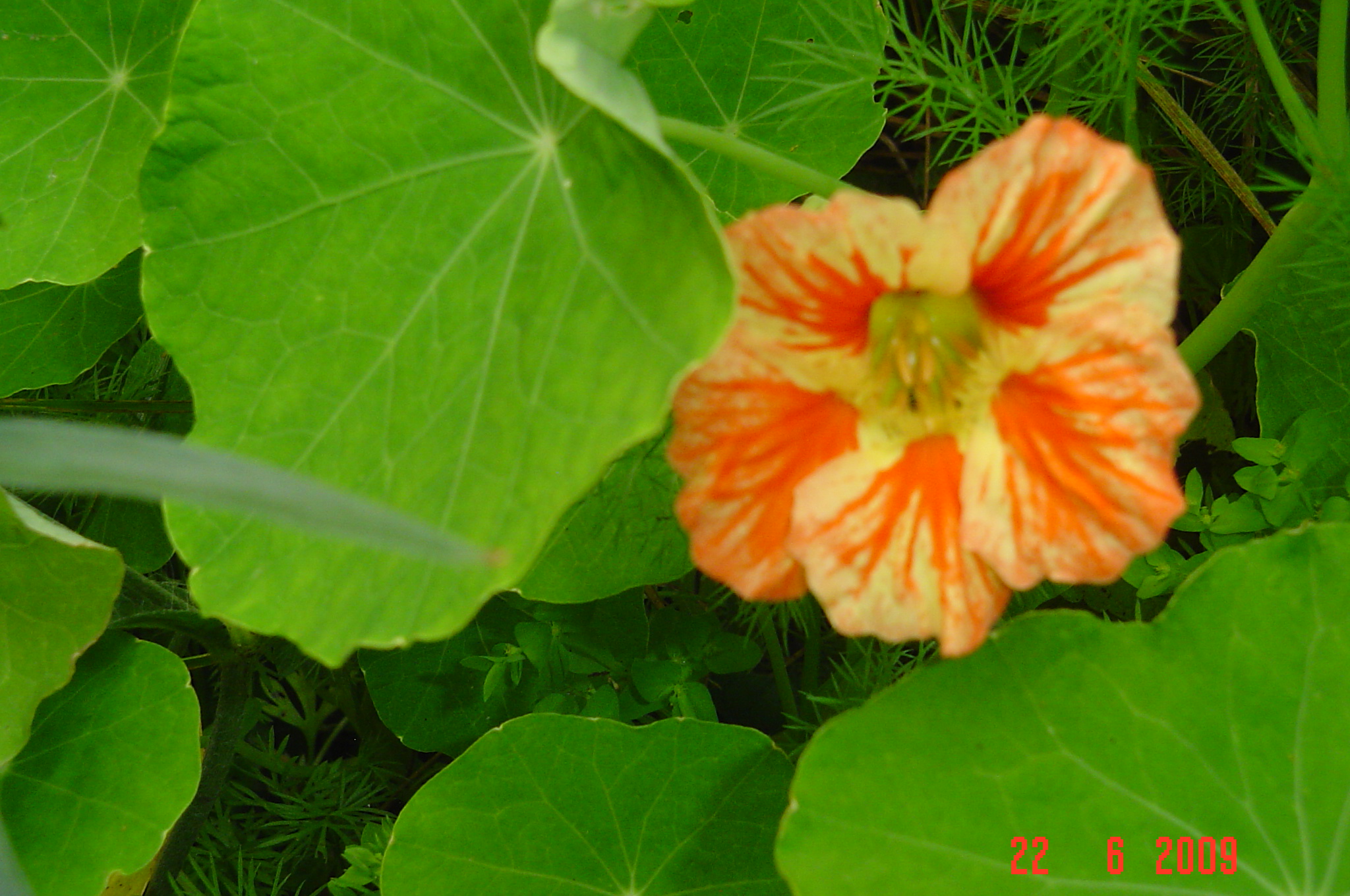 Oost Indische Kers