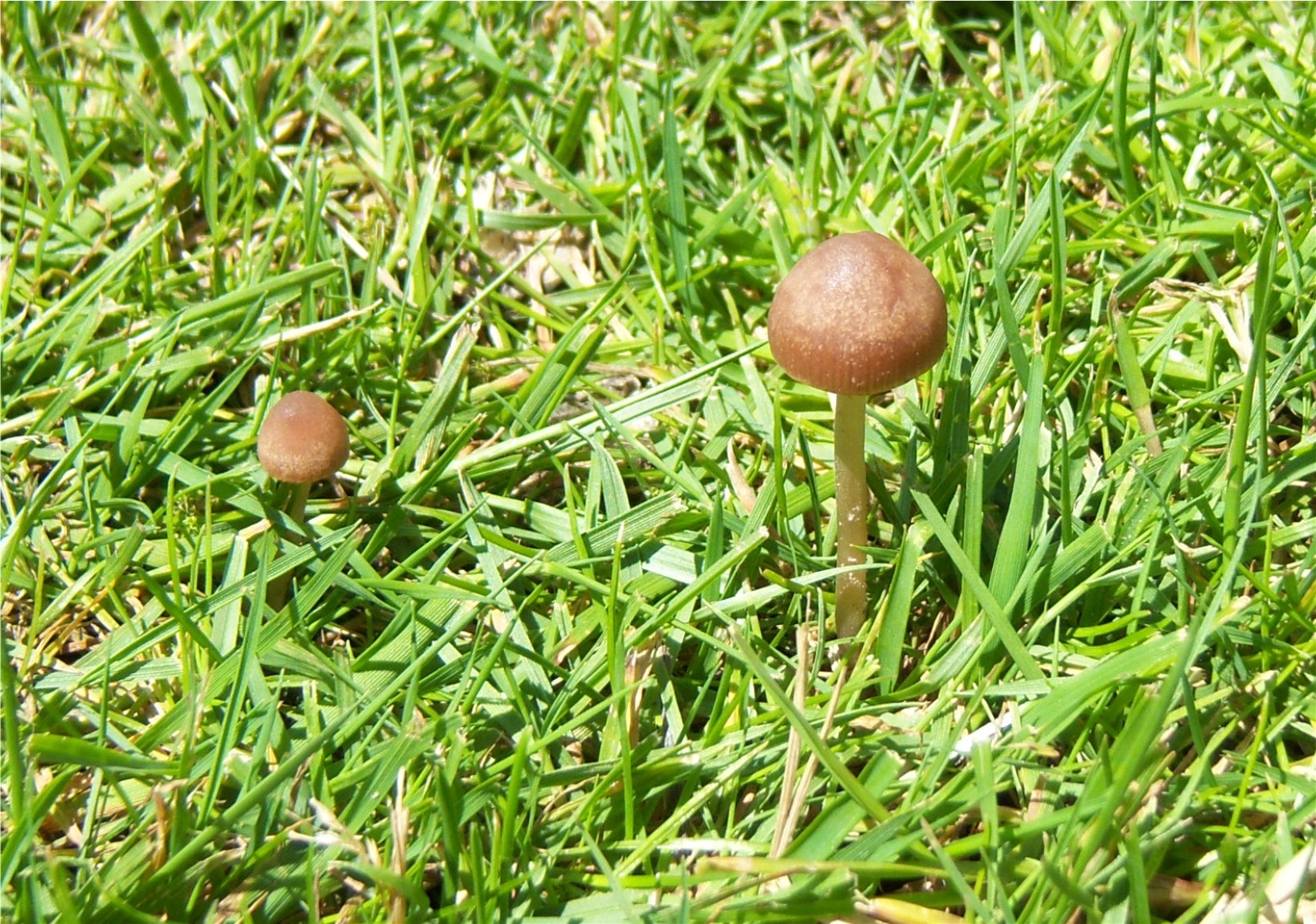Paddestoelen in de tuin close-up
