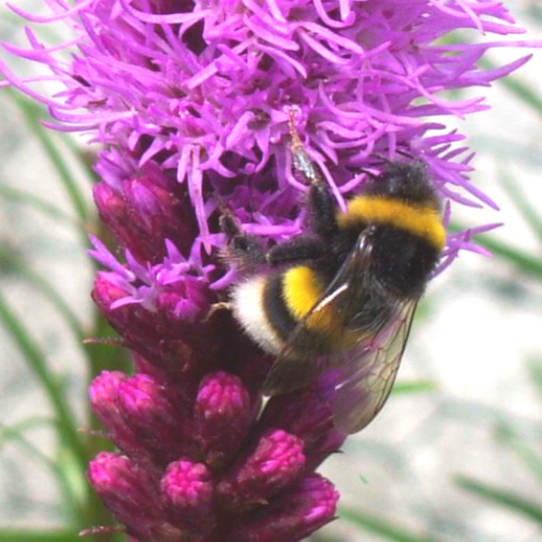 Hommel van dichtbij