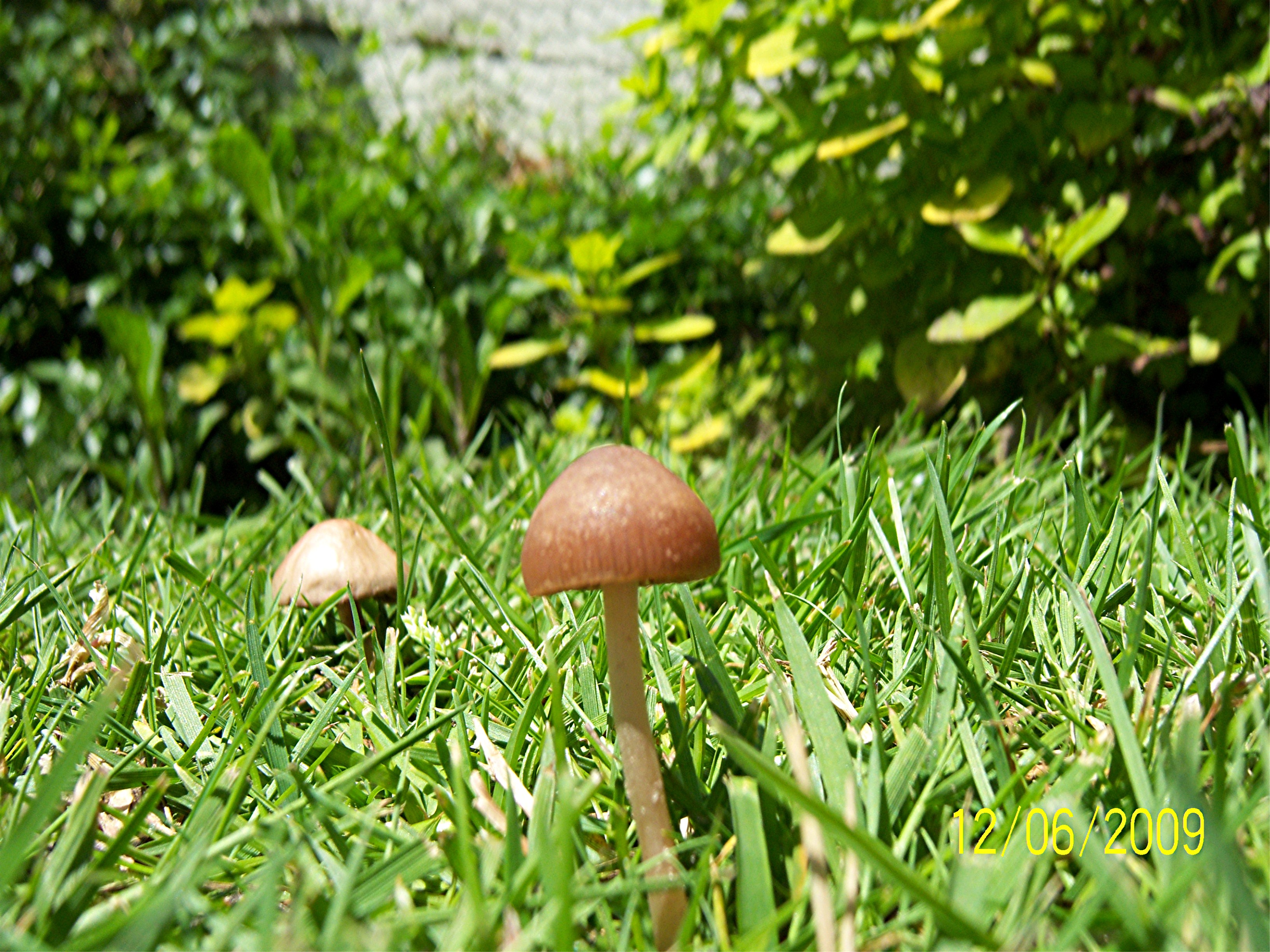 Paddestoeltjes in de tuin in juni!