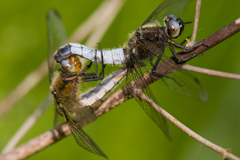 Parende platbuiklibellen