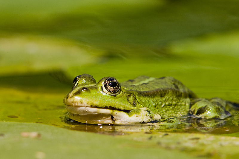 Groene kikker (2)