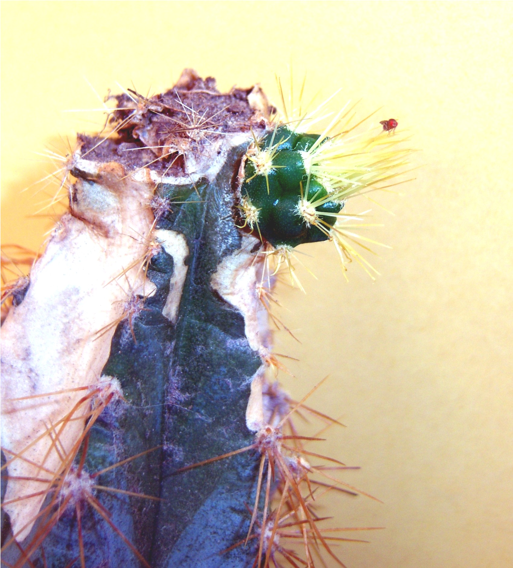 Cactus