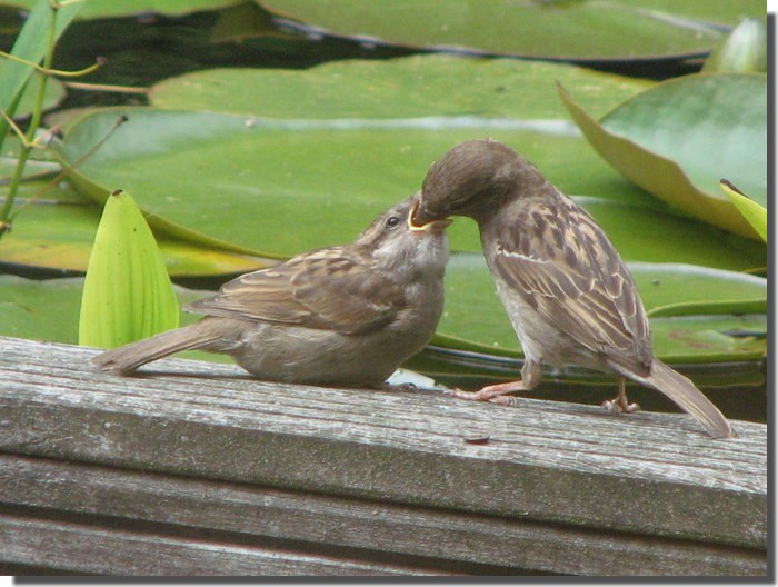 Jong musje word gevoerd door mama mus